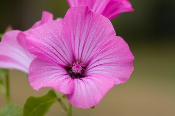 Selective focus of a pink rose mallow blurred background
