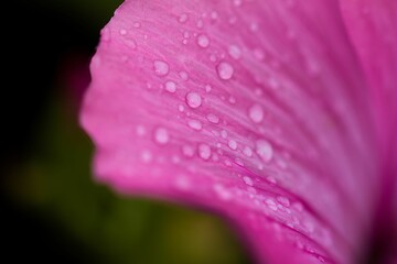Macro shot of dew droplets on a pink flower petal