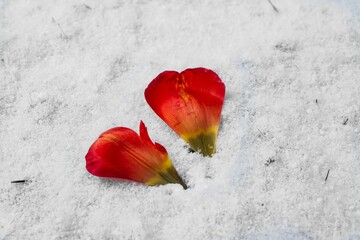 Closeup of two red flower petals snow on the background
