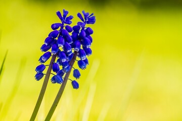 Selective focus of blue grape hyacinth on blurred background