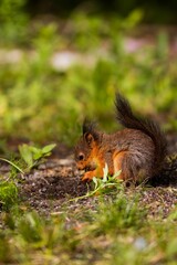 Naklejka na ściany i meble Vertical side closeup of a red squirrel on the ground grass blurred background