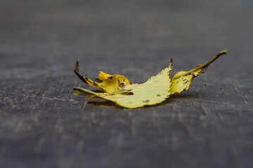 Obraz premium Closeup of a yellow maple leaf on the asphalt blurred background
