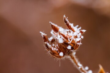 Selective focus of frozen seed heads with snowflakes on blurred background
