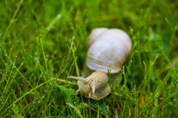 Closeup shot of a brown snail crawling on a grassy field
