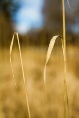Obraz premium Vertical closeup shot of dry plants on a field