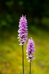 Vertical closeup shot of blooming purple common spotted orchid flowers