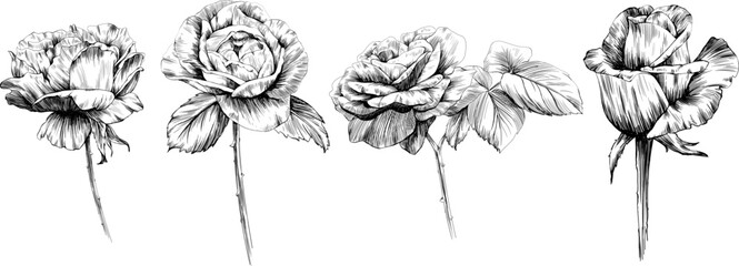 Rose flower isolated on white. hand drawn vintage illustration.