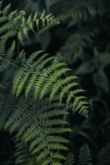 Vertical shot of beautiful green leaves of Common bracken