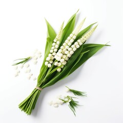 Lily of the valley, 