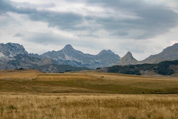 Fototapeta premium Beautiful landscape scene of the yellow field and the Durmitor mountains in Montenegro