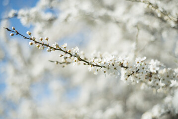 spring