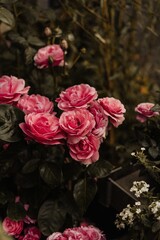Fondo floral para decoraciones
