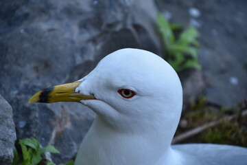 Close up of a sea gull head near the coast