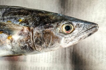 Closeup of Spanish mackerel, Scomberomorini, seer fish on a newspaper. Still life.