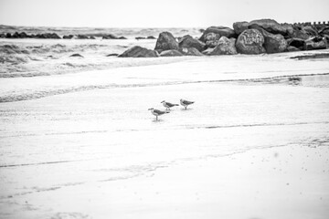 Grayscale of seagulls on the seashore