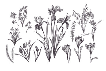 Set with spring flowers. Botanical illustration. Black and white. Iris, skilla siberica, crocus, bellflower, iris, muscari, scilla doble. - obrazy, fototapety, plakaty
