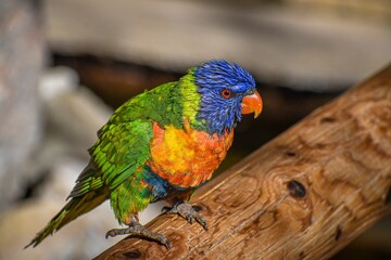 Closeup of a beautiful Loriini parrot perched on the wood