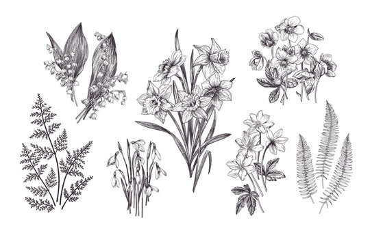 Set with early spring flowers. Vintage botanical illustration. Black and white.