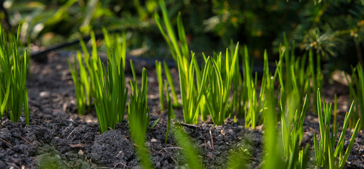 grass sprouting from the soil in the garden