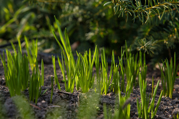 Obraz premium grass sprouting from the soil