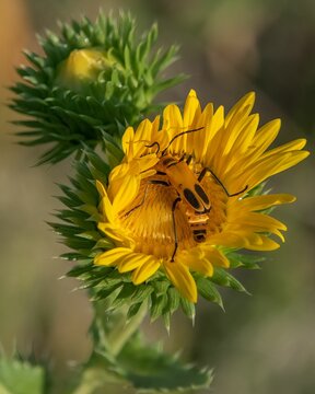 Closeup of a yellow Goldenrod soldier beetle on a Grindelia integrifolia blossom, on a sunny day