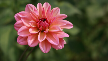 Pink Dahlia flower on green nature background.
Blossoming dahlia on green foliage.
Vibrant pink flower in natural environment.
Garden decoration with dahlia flower. Beautiful floral composition