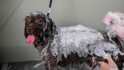 Woman shampooing brown mini poodle in grooming salon. 