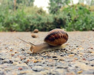 Closeup shot of a brown snail on a field with trees in the background