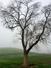Vertical closeup shot of an isolated dried tree on a grass field on a foggy day