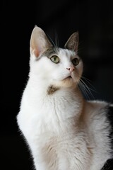 Vertical closeup shot of a white cat in front of a black background