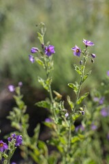 Image of a Purple nightshade flower in the garden with blur green background