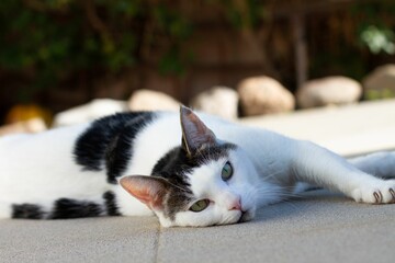 Image of a laying white and black Domestic short-haired cat on the ground in blur background
