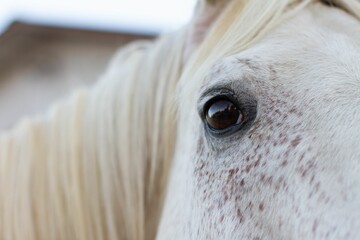 Close-up image of the eye of the horse with white hair in the focus with blur background.