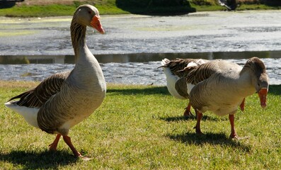 Image of white and brown Domestic geese with an orange beak in the background of grass and pond.