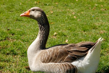 Image of a white and brown Domestic goose with an orange beak in the background of green grass.