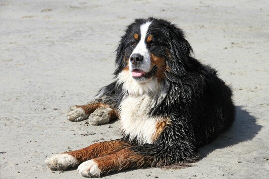 Image of a sitting Bernese Mountain Dog on the sand