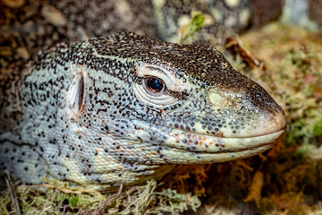 Nile monitor lizard. Varanus niloticus. Close-up.