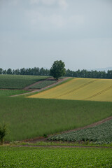 Obraz premium 夏の丘の畑に立つシラカバの木