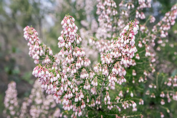 Erica arborea or tree heather forest heather pink spring flowers