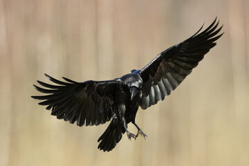 Bird beautiful flying raven Corvus corax North Poland Europe	