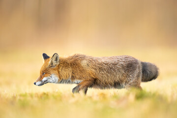 Naklejka na ściany i meble Fox Vulpes vulpes in spring scenery, Poland Europe, animal walking among spring meadow