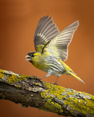 Bird Siskin Carduelis spinus male, small yellow bird, winter time in Poland Europe