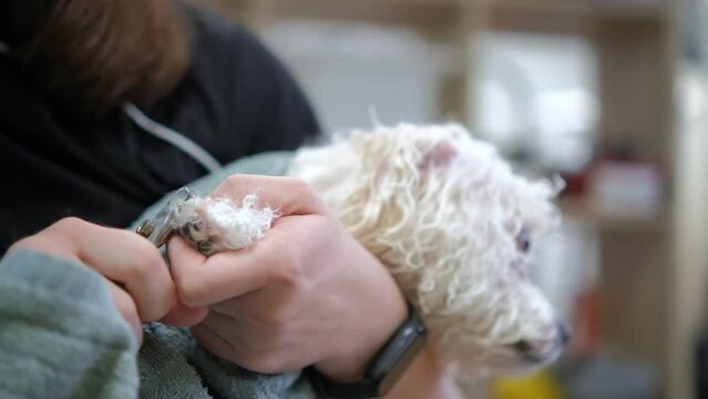 Bichon Dog getting groomed at salon. Professional cares for a dog in a specialized grooming salon. 4K