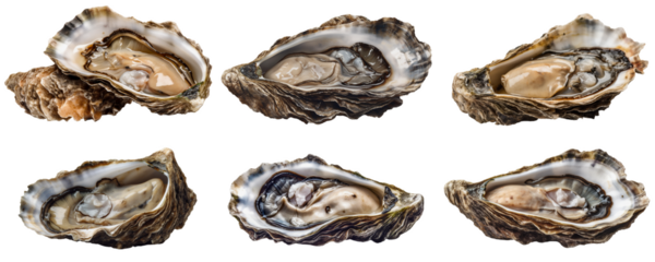 Six fresh oysters on a transparent background, Generative AI