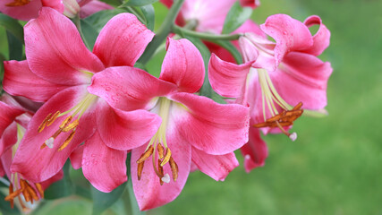 Blooming colorful Oriental Lily flowers. Pink tropical  flower in the garden. Pink Asiatic Lily. Stargazer Lily flower on natural background. Lilium hybridum. Lilium belonging to the Liliaceae 