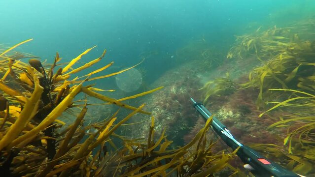 A point of view shot spear fishing with a spear gun and catching a magpie morwong.