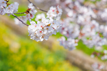 福岡県北九州市、志井川沿いに咲く満開の桜並木と菜の花