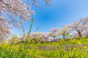 福岡県北九州市、志井川沿いに咲く満開の桜並木と菜の花