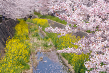 福岡県北九州市、志井川沿いに咲く満開の桜並木と菜の花