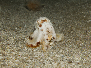 Playful baby octopus at night